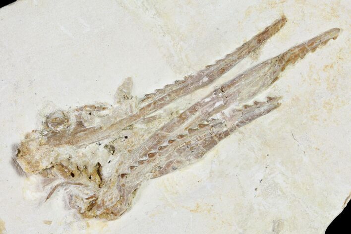 Pleurosaurus Skull - Solnhofen Limestone, Germany #89500